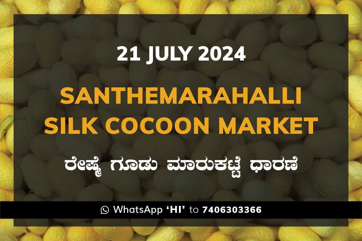 Silk Santhemarahalli Santemarahalli Government Cocoon Market ಸಂತೇಮರಹಳ್ಳಿ ರೇಷ್ಮೆ ಗೂಡು ಮಾರುಕಟ್ಟೆ ಧಾರಣೆ