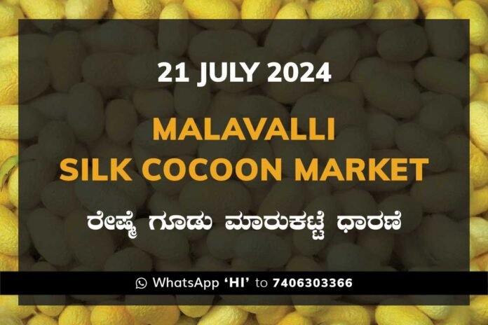 Malavalli Silk Cocoon Market Price Rate ಮಳವಳ್ಳಿ ರೇಷ್ಮೆ ಗೂಡು ಮಾರುಕಟ್ಟೆ ಧಾರಣೆ