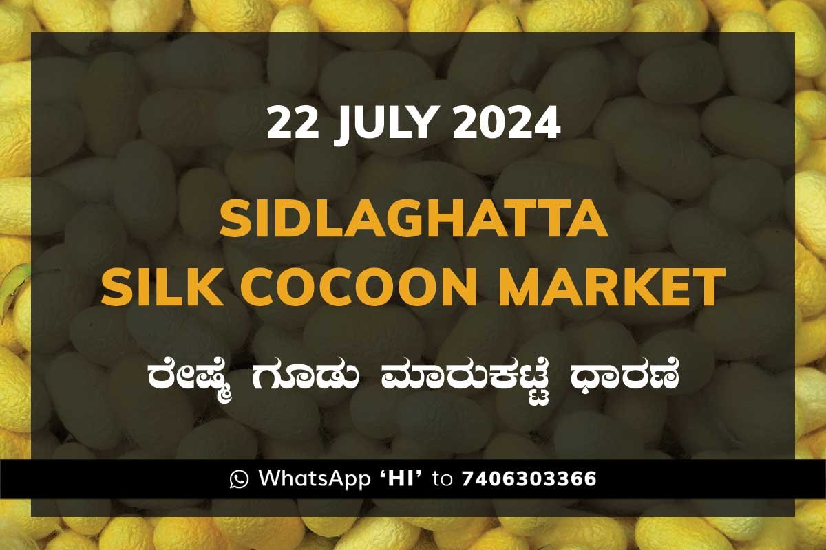 22jul24ki Sidlaghatta Silk Cocoon Market Price Rate ಶಿಡ್ಲಘಟ್ಟ ರೇಷ್ಮೆ ಗೂಡು ಮಾರುಕಟ್ಟೆ ಧಾರಣೆ