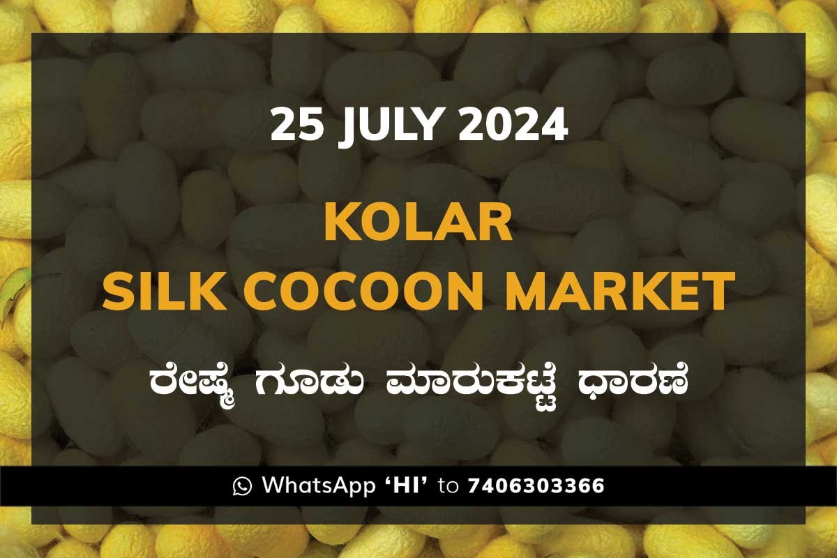 25ul24kf Kolar Silk Cocoon Market Price Rate ಕೋಲಾರ ರೇಷ್ಮೆ ಗೂಡು ಮಾರುಕಟ್ಟೆ ಧಾರಣೆ