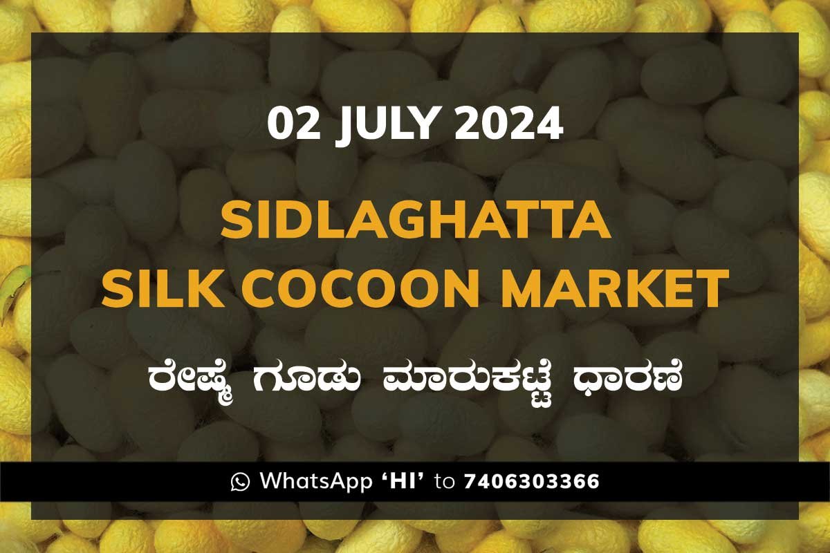 2Jul24Ki Sidlaghatta Silk Cocoon Market Price Rate ಶಿಡ್ಲಘಟ್ಟ ರೇಷ್ಮೆ ಗೂಡು ಮಾರುಕಟ್ಟೆ ಧಾರಣೆ