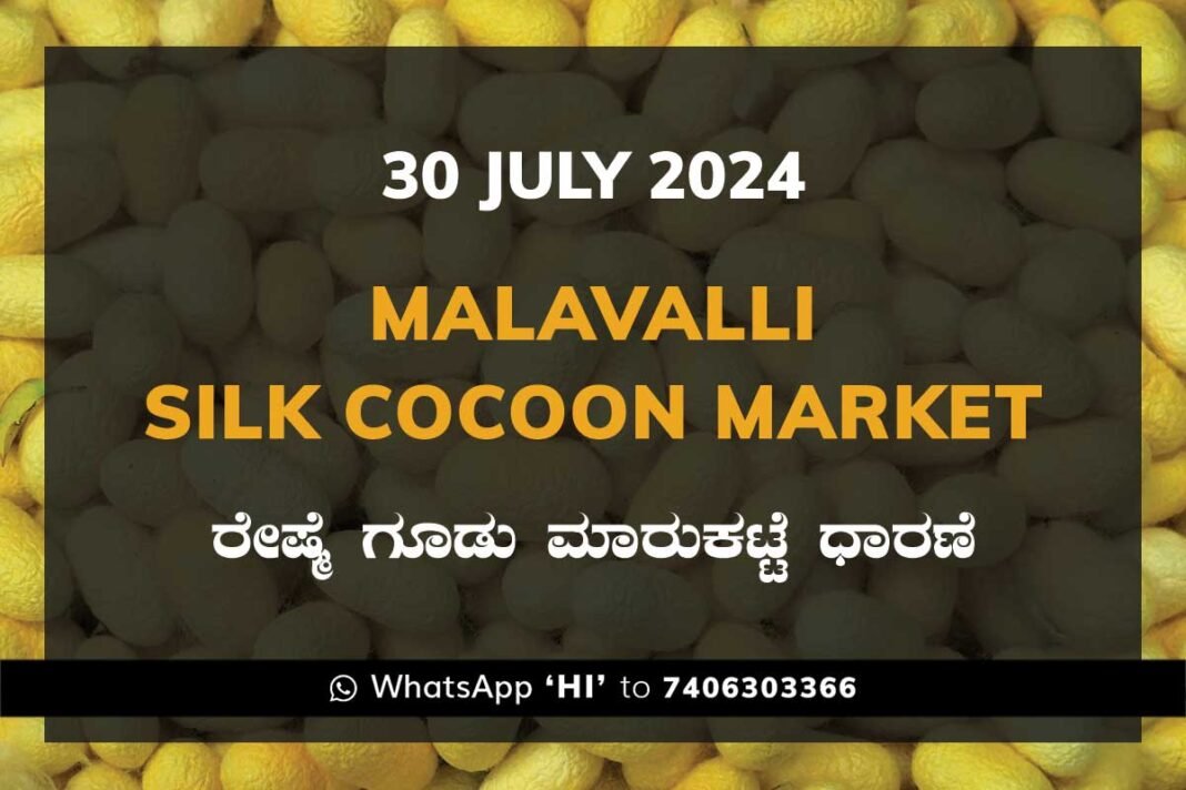 Malavalli Silk Cocoon Market Price Rate ಮಳವಳ್ಳಿ ರೇಷ್ಮೆ ಗೂಡು ಮಾರುಕಟ್ಟೆ ಧಾರಣೆ