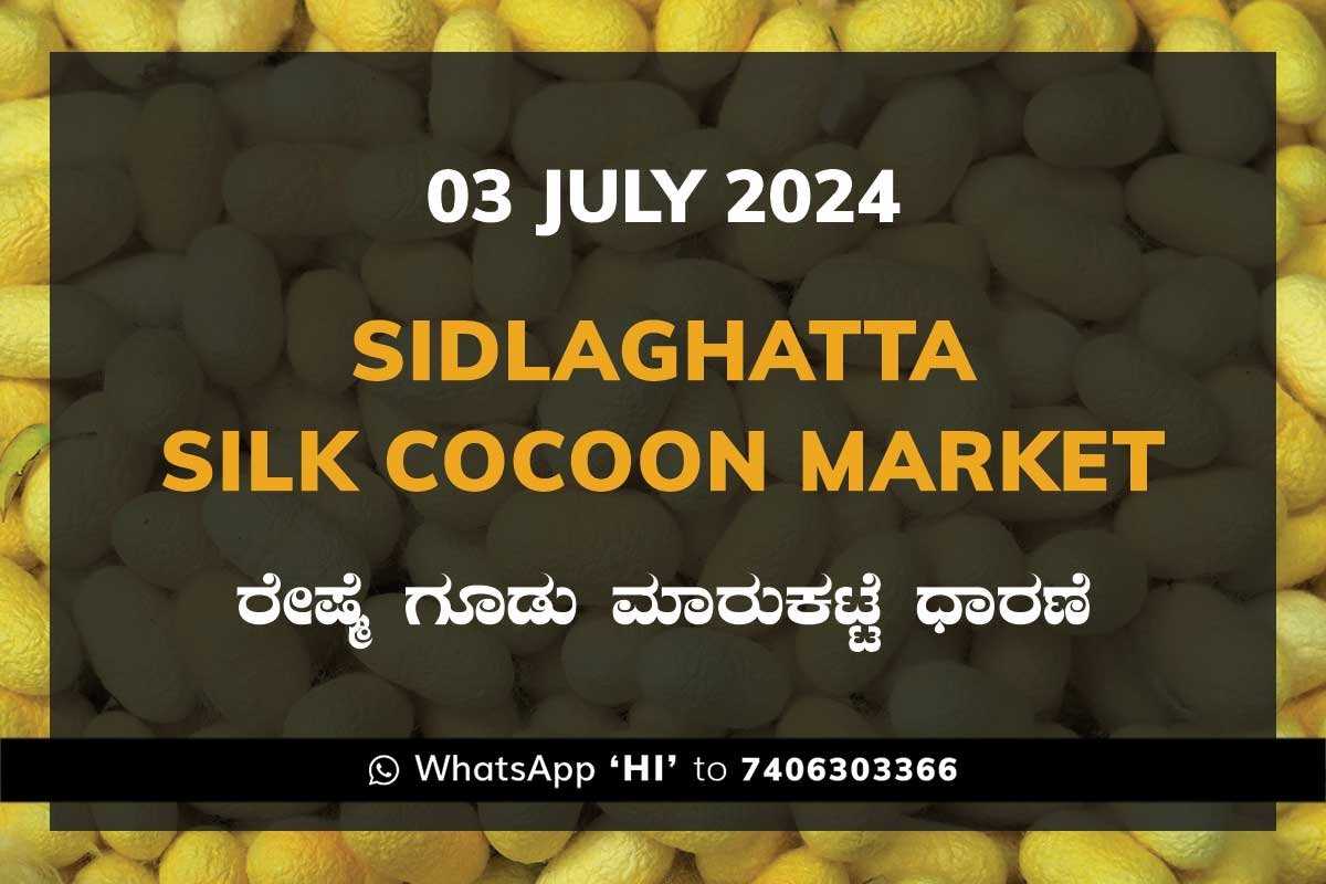 3Jul24Ki Sidlaghatta Silk Cocoon Market Price Rate ಶಿಡ್ಲಘಟ್ಟ ರೇಷ್ಮೆ ಗೂಡು ಮಾರುಕಟ್ಟೆ ಧಾರಣೆ