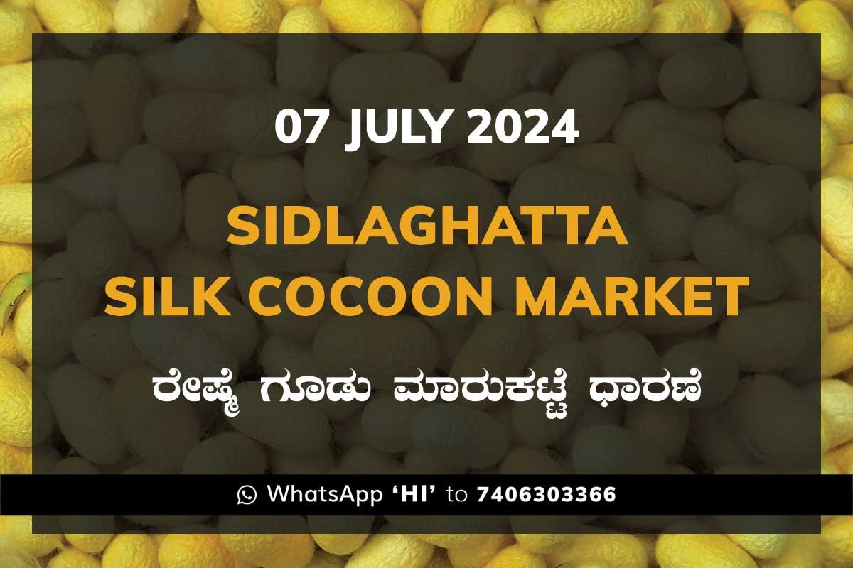7jul24ki Sidlaghatta Silk Cocoon Market Price Rate ಶಿಡ್ಲಘಟ್ಟ ರೇಷ್ಮೆ ಗೂಡು ಮಾರುಕಟ್ಟೆ ಧಾರಣೆ