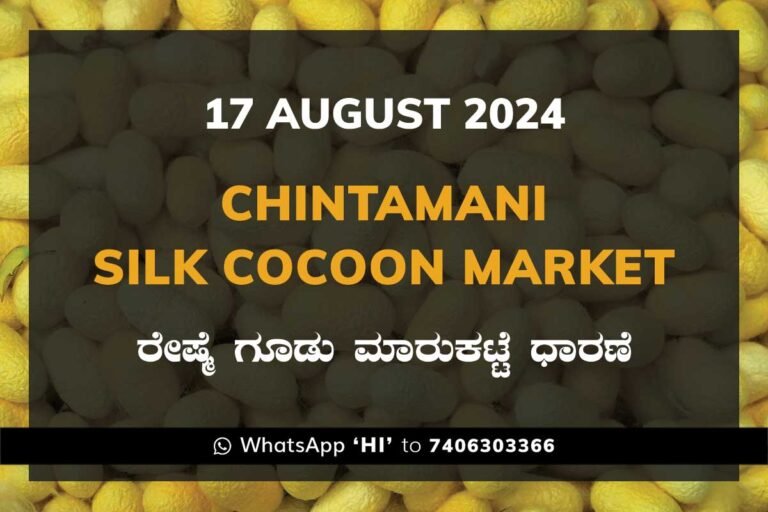 Chintamani Silk Cocoon Market ಚಿಂತಾಮಣಿ ರೇಷ್ಮೆ ಗೂಡು ಮಾರುಕಟ್ಟೆ ಧಾರಣೆ