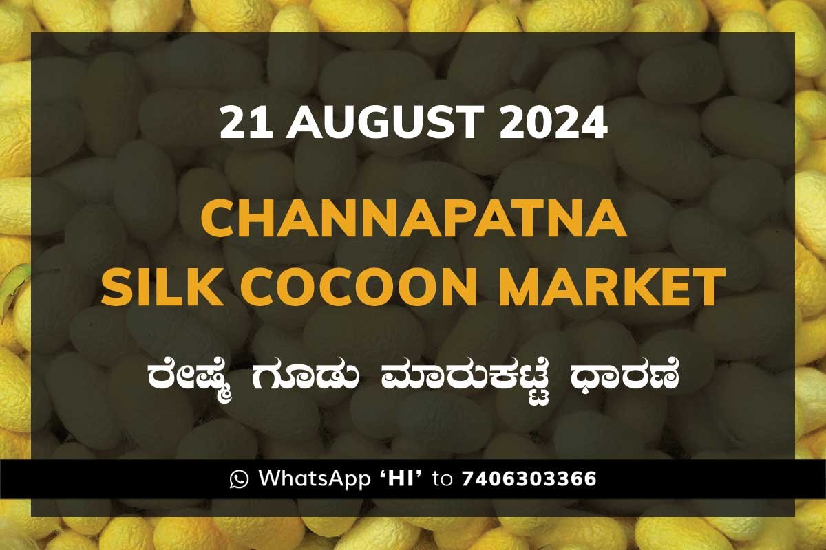 Channapatna Silk Cocoon Market Price Rate ಚನ್ನಪಟ್ಟಣ ರೇಷ್ಮೆ ಗೂಡು ಮಾರುಕಟ್ಟೆ ಧಾರಣೆ