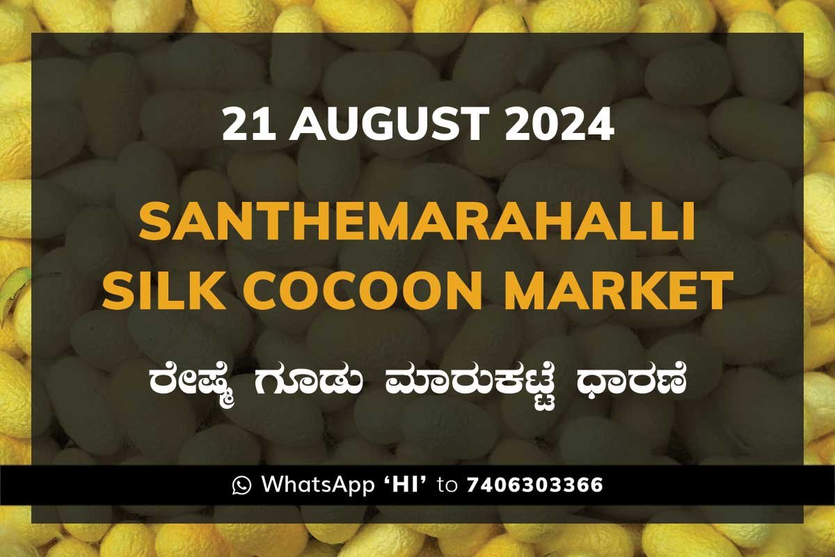 Silk Santhemarahalli Santemarahalli Government Cocoon Market ಸಂತೇಮರಹಳ್ಳಿ ರೇಷ್ಮೆ ಗೂಡು ಮಾರುಕಟ್ಟೆ ಧಾರಣೆ