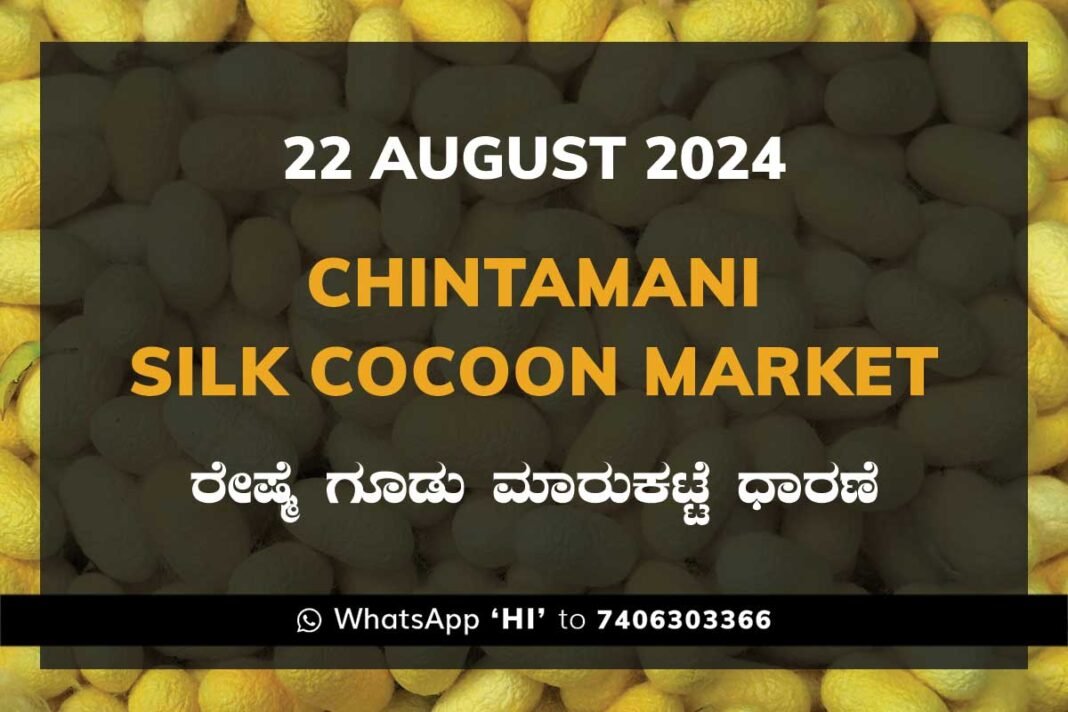 Chintamani Silk Cocoon Market ಚಿಂತಾಮಣಿ ರೇಷ್ಮೆ ಗೂಡು ಮಾರುಕಟ್ಟೆ ಧಾರಣೆ