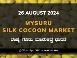 Mysuru Mysore Silk Cocoon Market Price Rate ಮೈಸೂರು ರೇಷ್ಮೆ ಗೂಡು ಮಾರುಕಟ್ಟೆ ಧಾರಣೆ