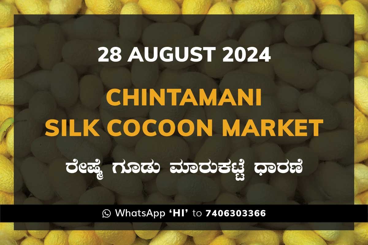 28aug24ke Chintamani Silk Cocoon Market ಚಿಂತಾಮಣಿ ರೇಷ್ಮೆ ಗೂಡು ಮಾರುಕಟ್ಟೆ ಧಾರಣೆ