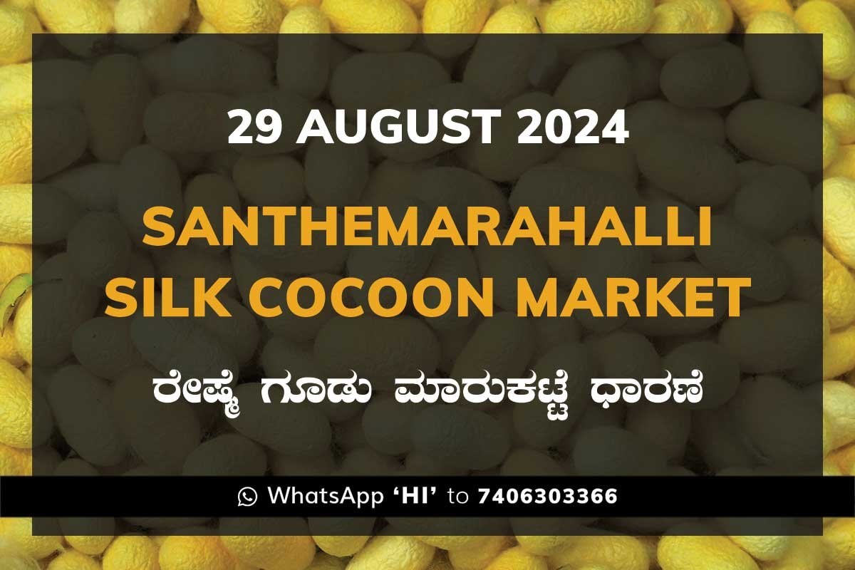 29aug24kb Silk Santhemarahalli Santemarahalli Government Cocoon Market ಸಂತೇಮರಹಳ್ಳಿ ರೇಷ್ಮೆ ಗೂಡು ಮಾರುಕಟ್ಟೆ ಧಾರಣೆ