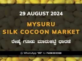 Mysuru Mysore Silk Cocoon Market Price Rate ಮೈಸೂರು ರೇಷ್ಮೆ ಗೂಡು ಮಾರುಕಟ್ಟೆ ಧಾರಣೆ