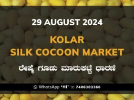 Kolar Silk Cocoon Market Price Rate ಕೋಲಾರ ರೇಷ್ಮೆ ಗೂಡು ಮಾರುಕಟ್ಟೆ ಧಾರಣೆ