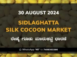 Sidlaghatta Silk Cocoon Market Price Rate ಶಿಡ್ಲಘಟ್ಟ ರೇಷ್ಮೆ ಗೂಡು ಮಾರುಕಟ್ಟೆ ಧಾರಣೆ