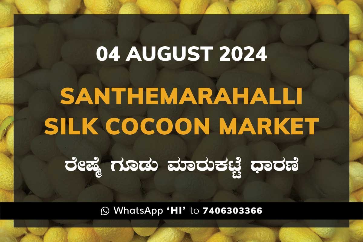 Silk Santhemarahalli Santemarahalli Government Cocoon Market ಸಂತೇಮರಹಳ್ಳಿ ರೇಷ್ಮೆ ಗೂಡು ಮಾರುಕಟ್ಟೆ ಧಾರಣೆ