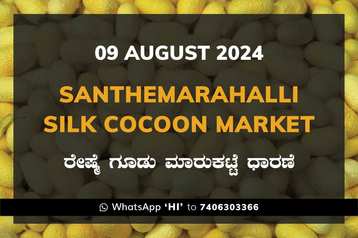 Silk Santhemarahalli Santemarahalli Government Cocoon Market ಸಂತೇಮರಹಳ್ಳಿ ರೇಷ್ಮೆ ಗೂಡು ಮಾರುಕಟ್ಟೆ ಧಾರಣೆ