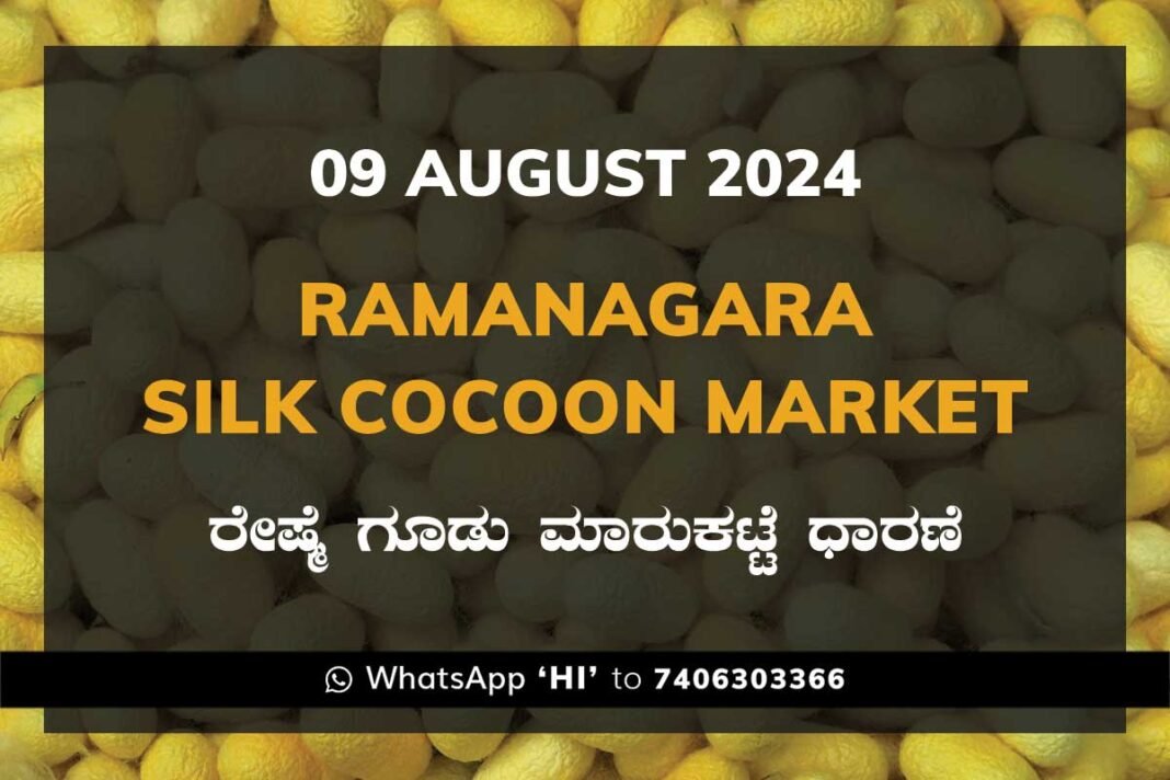 Mysuru Mysore Silk Cocoon Market Price Rate ಮೈಸೂರು ರೇಷ್ಮೆ ಗೂಡು ಮಾರುಕಟ್ಟೆ ಧಾರಣೆ