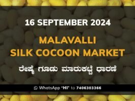 Malavalli Silk Cocoon Market Price Rate ಮಳವಳ್ಳಿ ರೇಷ್ಮೆ ಗೂಡು ಮಾರುಕಟ್ಟೆ ಧಾರಣೆ