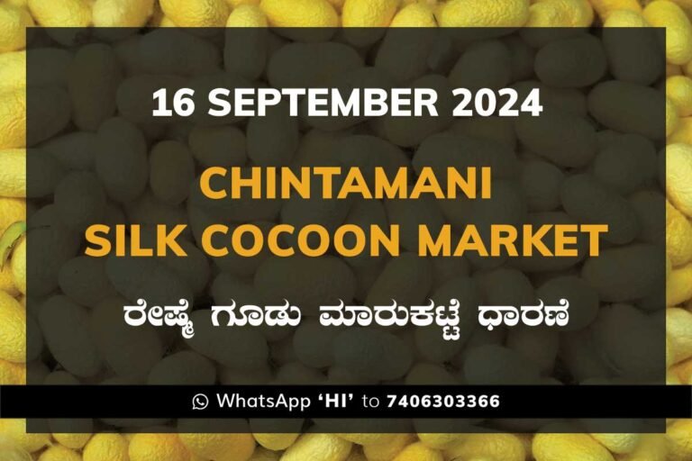 Chintamani Silk Cocoon Market ಚಿಂತಾಮಣಿ ರೇಷ್ಮೆ ಗೂಡು ಮಾರುಕಟ್ಟೆ ಧಾರಣೆ