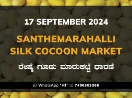 Silk Santhemarahalli Santemarahalli Government Cocoon Market ಸಂತೇಮರಹಳ್ಳಿ ರೇಷ್ಮೆ ಗೂಡು ಮಾರುಕಟ್ಟೆ ಧಾರಣೆ