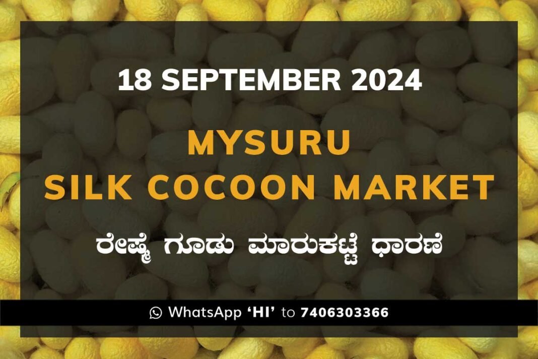 Mysuru Mysore Silk Cocoon Market Price Rate ಮೈಸೂರು ರೇಷ್ಮೆ ಗೂಡು ಮಾರುಕಟ್ಟೆ ಧಾರಣೆ