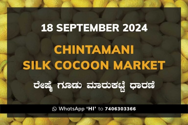 Chintamani Silk Cocoon Market ಚಿಂತಾಮಣಿ ರೇಷ್ಮೆ ಗೂಡು ಮಾರುಕಟ್ಟೆ ಧಾರಣೆ