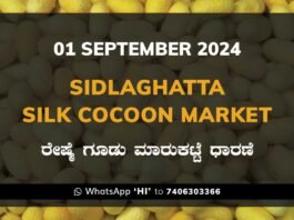 Sidlaghatta Silk Cocoon Market Price Rate ಶಿಡ್ಲಘಟ್ಟ ರೇಷ್ಮೆ ಗೂಡು ಮಾರುಕಟ್ಟೆ ಧಾರಣೆ