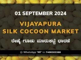 Vijayapura Silk Cocoon Market Price Rate ವಿಜಯಪುರ ರೇಷ್ಮೆ ಗೂಡು ಮಾರುಕಟ್ಟೆ ಧಾರಣೆ