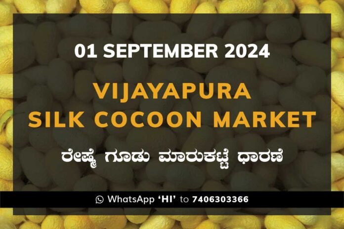 1sep24kga Vijayapura Silk Cocoon Market Price Rate ವಿಜಯಪುರ ರೇಷ್ಮೆ ಗೂಡು ಮಾರುಕಟ್ಟೆ ಧಾರಣೆ