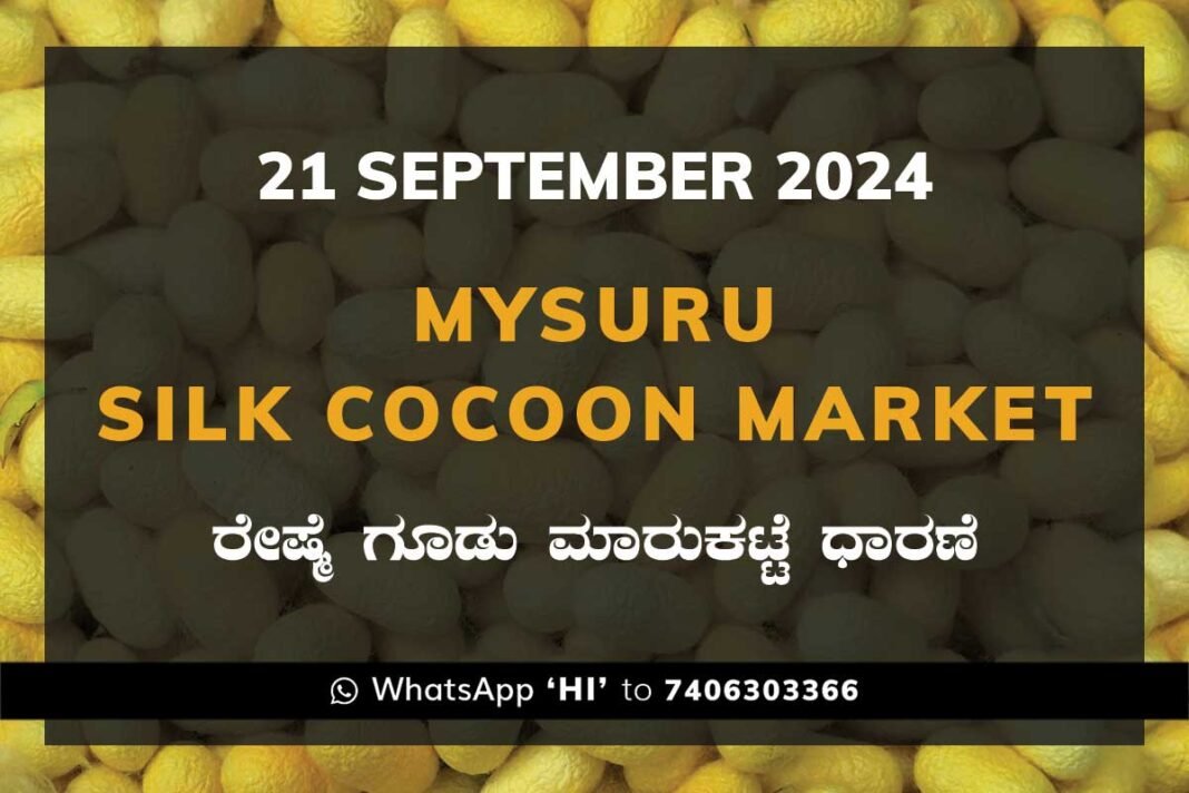 Mysuru Mysore Silk Cocoon Market Price Rate ಮೈಸೂರು ರೇಷ್ಮೆ ಗೂಡು ಮಾರುಕಟ್ಟೆ ಧಾರಣೆ