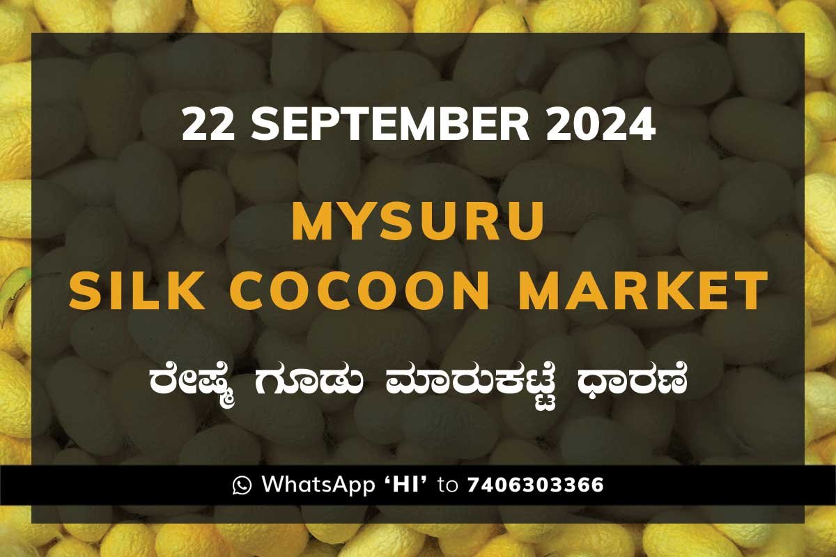 22Sep24Kc Mysuru Mysore Silk Cocoon Market Price Rate ಮೈಸೂರು ರೇಷ್ಮೆ ಗೂಡು ಮಾರುಕಟ್ಟೆ ಧಾರಣೆ