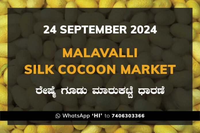 24Sep24K2d Malavalli Silk Cocoon Market Price Rate ಮಳವಳ್ಳಿ ರೇಷ್ಮೆ ಗೂಡು ಮಾರುಕಟ್ಟೆ ಧಾರಣೆ