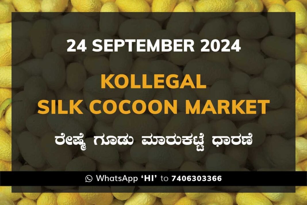 Kollegal Silk Cocoon Market Price Rate ಕೊಳ್ಳೇಗಾಲ ರೇಷ್ಮೆ ಗೂಡು ಮಾರುಕಟ್ಟೆ ಧಾರಣೆ