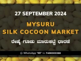 Mysuru Mysore Silk Cocoon Market Price Rate ಮೈಸೂರು ರೇಷ್ಮೆ ಗೂಡು ಮಾರುಕಟ್ಟೆ ಧಾರಣೆ