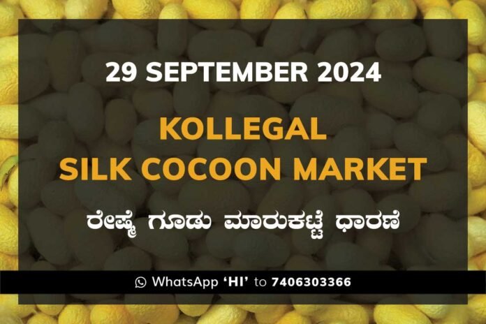 Kollegal Silk Cocoon Market Price Rate ಕೊಳ್ಳೇಗಾಲ ರೇಷ್ಮೆ ಗೂಡು ಮಾರುಕಟ್ಟೆ ಧಾರಣೆ