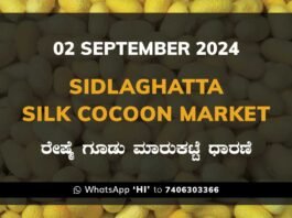 Sidlaghatta Silk Cocoon Market Price Rate ಶಿಡ್ಲಘಟ್ಟ ರೇಷ್ಮೆ ಗೂಡು ಮಾರುಕಟ್ಟೆ ಧಾರಣೆ