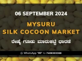 Mysuru Mysore Silk Cocoon Market Price Rate ಮೈಸೂರು ರೇಷ್ಮೆ ಗೂಡು ಮಾರುಕಟ್ಟೆ ಧಾರಣೆ