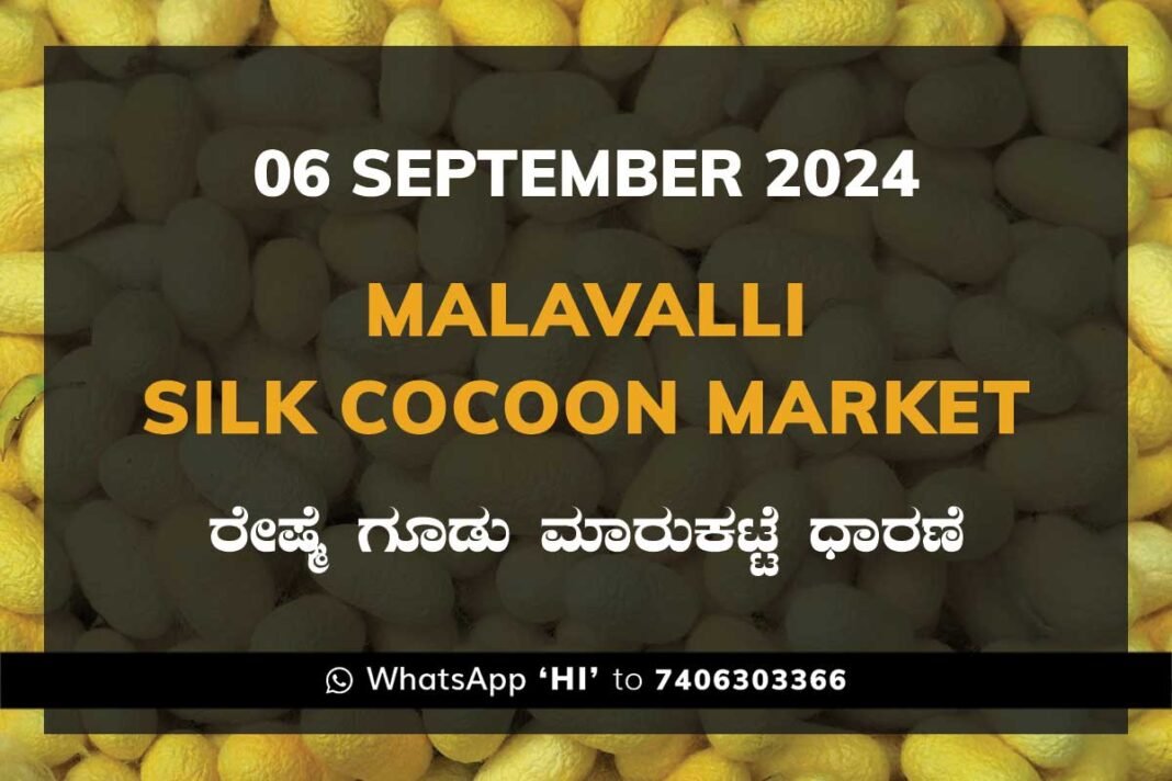 Malavalli Silk Cocoon Market Price Rate ಮಳವಳ್ಳಿ ರೇಷ್ಮೆ ಗೂಡು ಮಾರುಕಟ್ಟೆ ಧಾರಣೆ