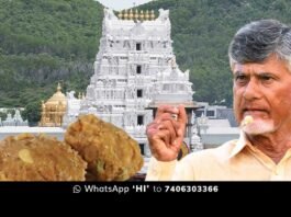 Chandrababu Naidu alleges animal fat in Tirupati Lord’s laddu