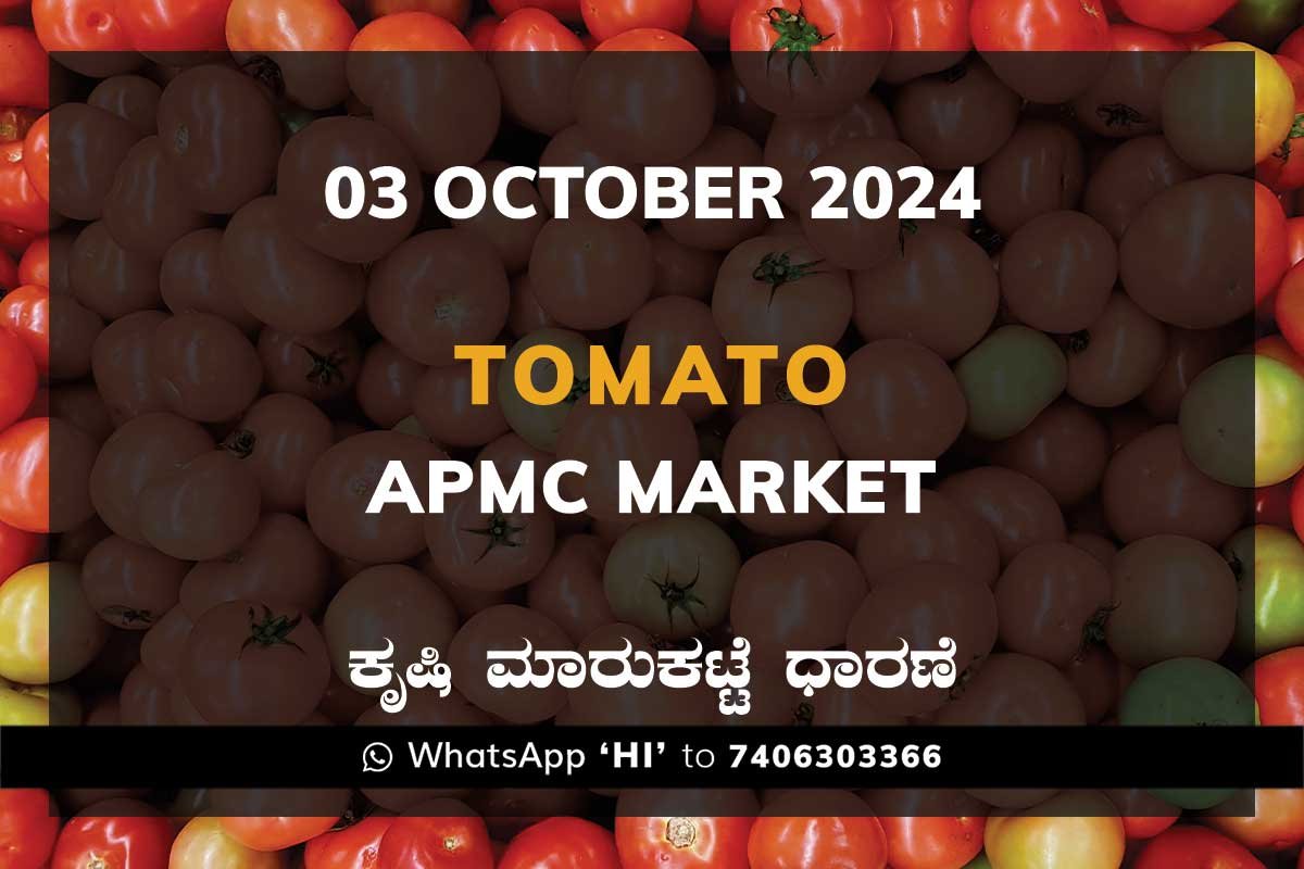 Tomato Price: Karnataka APMC Agriculture Market