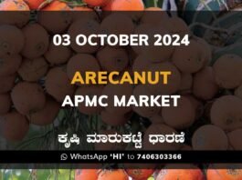 Arecanut Karnataka APMC Agriculture Market Price ಅಡಿಕೆ ಕೃಷಿ ಮಾರುಕಟ್ಟೆ ಧಾರಣೆ