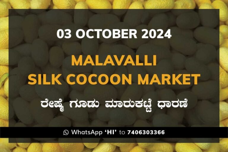 Malavalli Silk Cocoon Market Price Rate ಮಳವಳ್ಳಿ ರೇಷ್ಮೆ ಗೂಡು ಮಾರುಕಟ್ಟೆ ಧಾರಣೆ
