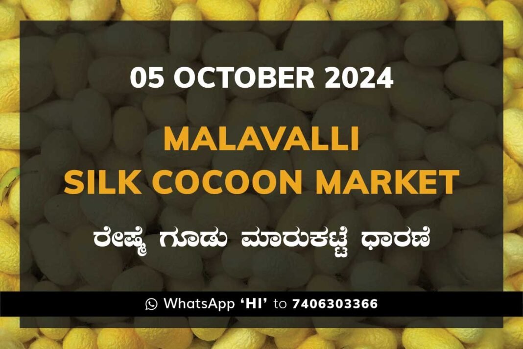 Malavalli Silk Cocoon Market Price Rate ಮಳವಳ್ಳಿ ರೇಷ್ಮೆ ಗೂಡು ಮಾರುಕಟ್ಟೆ ಧಾರಣೆ