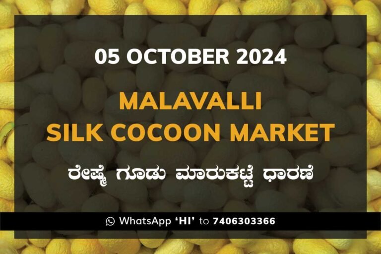 Malavalli Silk Cocoon Market Price Rate ಮಳವಳ್ಳಿ ರೇಷ್ಮೆ ಗೂಡು ಮಾರುಕಟ್ಟೆ ಧಾರಣೆ