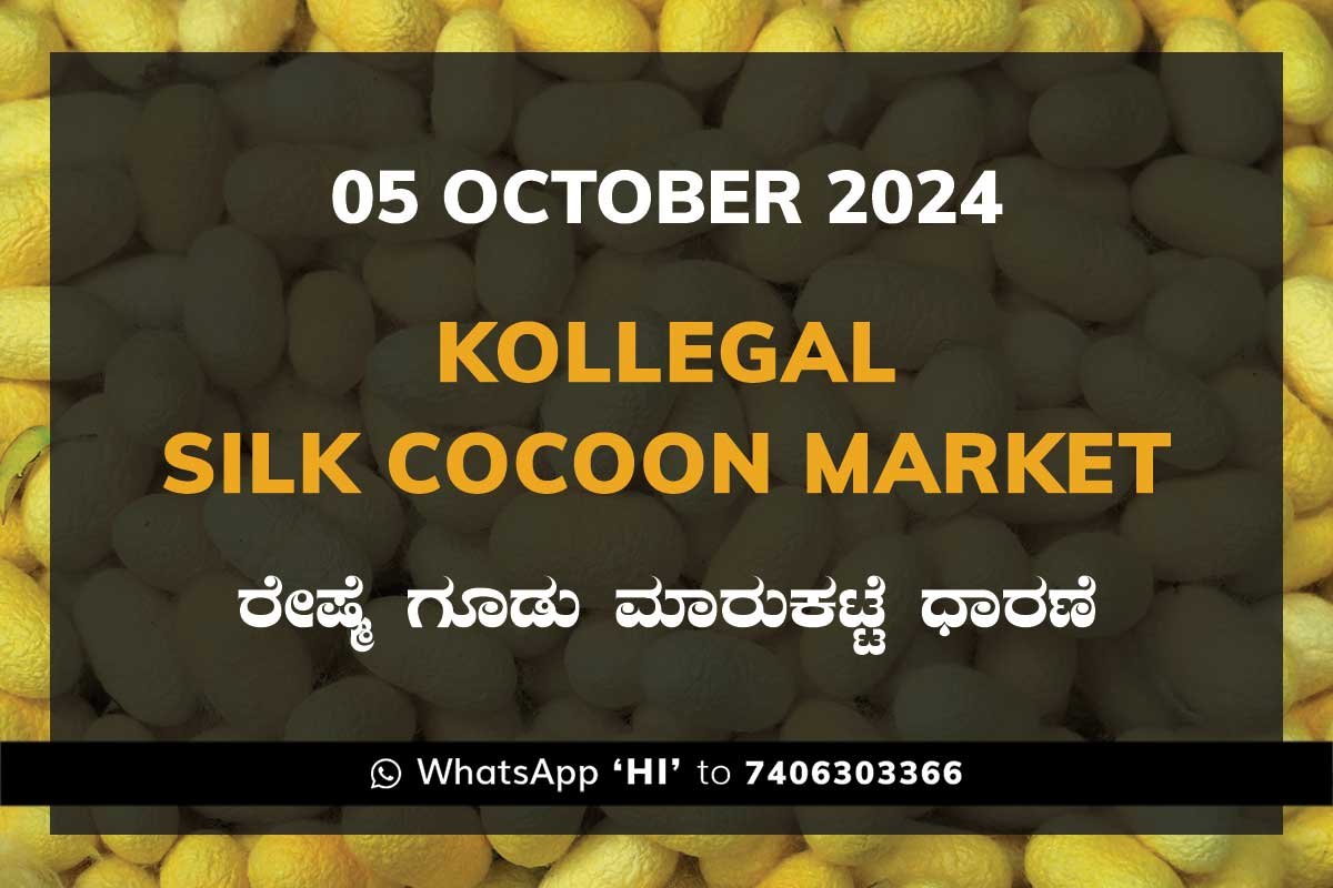 05Oct24kh Kollegal Silk Cocoon Market Price Rate ಕೊಳ್ಳೇಗಾಲ ರೇಷ್ಮೆ ಗೂಡು ಮಾರುಕಟ್ಟೆ ಧಾರಣೆ