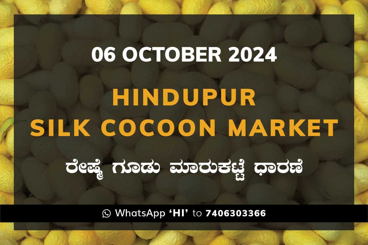 Hindupur Government Silk Cocoon Market Daily Rate Report ಹಿಂದೂಪುರ ರೇಷ್ಮೆ ಗೂಡು ಮಾರುಕಟ್ಟೆ ಧಾರಣೆ