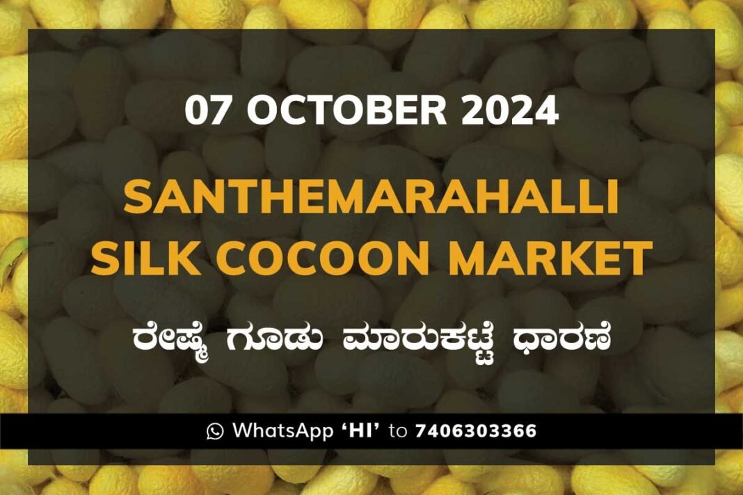 Silk Santhemarahalli Santemarahalli Government Cocoon Market ಸಂತೇಮರಹಳ್ಳಿ ರೇಷ್ಮೆ ಗೂಡು ಮಾರುಕಟ್ಟೆ ಧಾರಣೆ