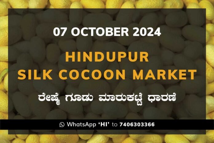 07Oct24kk Hindupur Government Silk Cocoon Market Daily Rate Report ಹಿಂದೂಪುರ ರೇಷ್ಮೆ ಗೂಡು ಮಾರುಕಟ್ಟೆ ಧಾರಣೆ