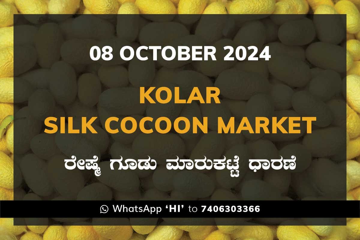 08Oct24Kf Kolar Silk Cocoon Market Price Rate ಕೋಲಾರ ರೇಷ್ಮೆ ಗೂಡು ಮಾರುಕಟ್ಟೆ ಧಾರಣೆ