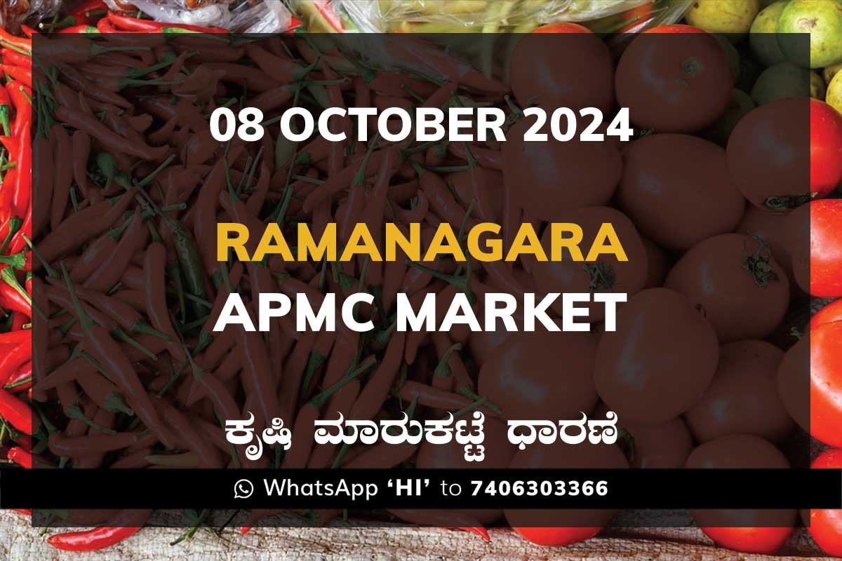08Oct24je Ramanagara APMC Agriculture Market ರಾಮನಗರ ಕೃಷಿ ಮಾರುಕಟ್ಟೆ ಧಾರಣೆ